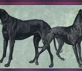 Обои Tenue De Ville ODE (CANIS-Raspberry)